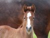 dressage horse Steverheides Della Casa (German Riding Pony, 2016, from Dressman IV)