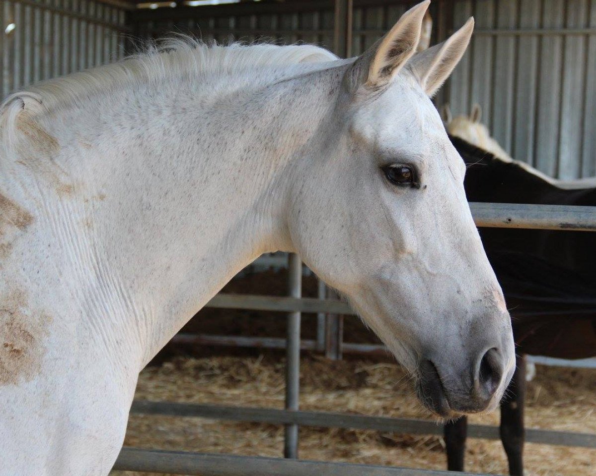 Pferd Bella (Pura Raza Espanola (PRE), 2002)
