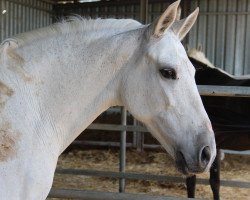 horse Bella (Pura Raza Espanola (PRE), 2002)