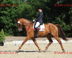 dressage horse Landkreis (Oldenburg show jumper, 2003, from Landgold)