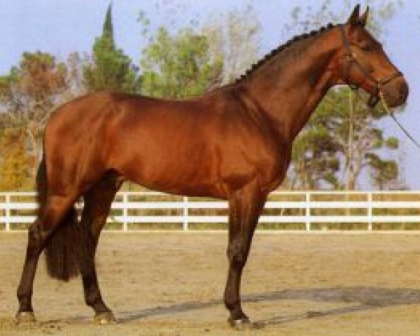 stallion Avenir (KWPN (Royal Dutch Sporthorse), 1982, from Nimmerdor)
