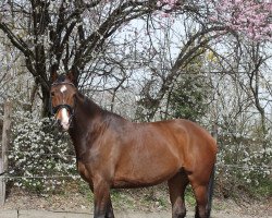 jumper Scalara (Hanoverian, 2009, from Scolari)