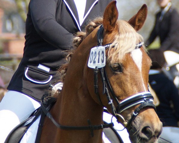 Dressurpferd Da Vinci 242 (Deutsches Reitpony, 2003, von Domingo)