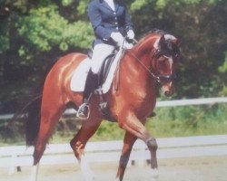 dressage horse Bonaparte (German Sport Horse, 2011, from Belissimo NRW)