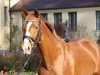 dressage horse Dauphine 27 (Hanoverian, 2011, from Dauphin)