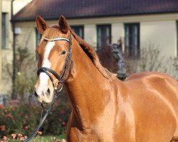 dressage horse Dauphine 27 (Hanoverian, 2011, from Dauphin)