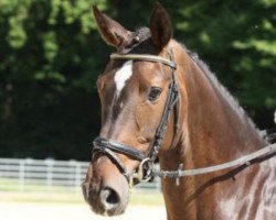 dressage horse chapeau claque 40 (Rhinelander, 2009, from Cassini Boy Junior)