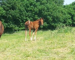 dressage horse Fünkchen (Westfale, 2016, from First Selection)