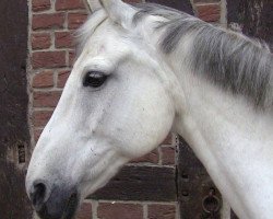 horse Amaretto (German Riding Pony, 1997, from Amarillys Sensation D)