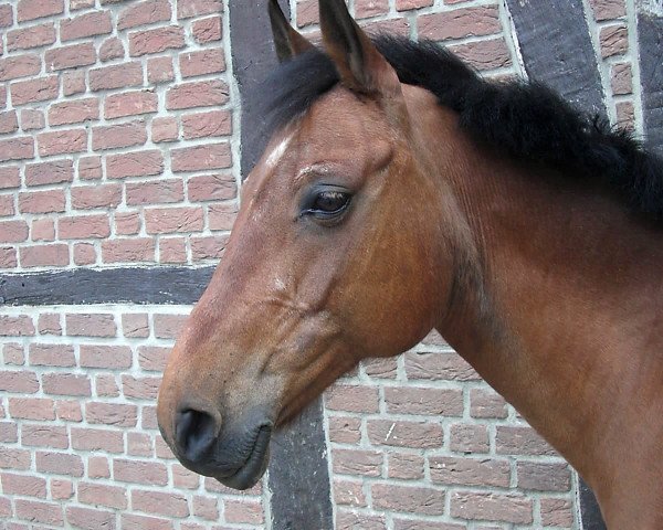 dressage horse Navarra 16 (German Riding Pony, 1995, from Nightflight)