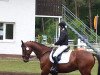 Springpferd Laurin 122 (Westfale, 2004, von Laureus NRW)