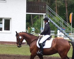 Springpferd Laurin 122 (Westfale, 2004, von Laureus NRW)