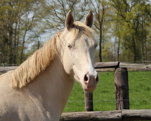 Zuchtstute Cleopatra (Deutsches Reitpony, 2010, von Cassini)