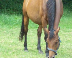 Pferd Man´Ana (Trakehner, 2004, von Schwadroneur)