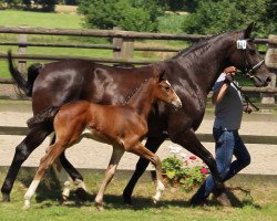 dressage horse Lonkens Astaria (Oldenburg, 2014, from Belissario)