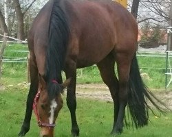 dressage horse Donna Fiorana (German Warmblood, 2010, from Fiorano)