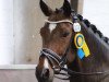 dressage horse Lucy Lou 13 (Rhinelander, 2005, from Leardo)