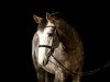 stallion Caliberty OLD (Oldenburg show jumper, 2012, from Calido I)