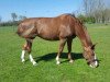 broodmare Donna winnie (Oldenburg, 2004, from Don Akzento 2)