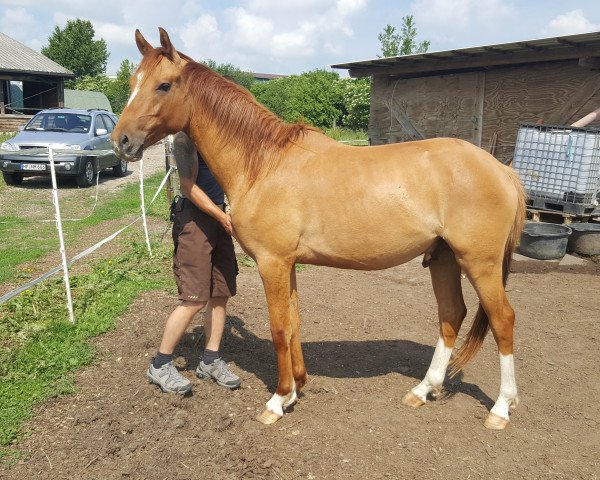 dressage horse Diamond's Golden Dancer (Little German Riding Horse, 2014, from Diamond Heart)