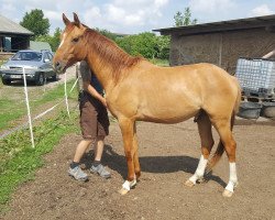 Pferd Diamond's Golden Dancer (Kleines deutsches Reitpferd, 2014, von Diamond Heart)