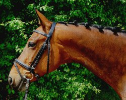 broodmare Elli 120 (Hanoverian, 2007, from Escudo II)