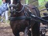 dressage horse Gwastad Meirion (Welsh-Cob (Sek. D), 2001, from Gwastad Mabon Mai)