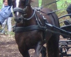 dressage horse Gwastad Meirion (Rheinländer, 2001, from Gwastad Mabon Mai)