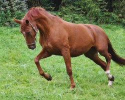 broodmare Germaine (Oldenburg, 2000, from Royal Dance)