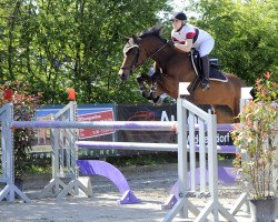 broodmare Little Doll N (Oldenburg show jumper, 2007, from Centolys)