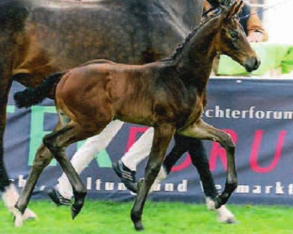 dressage horse Fly Dream (Hanoverian, 2015, from Franziskus FRH)