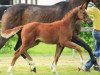 dressage horse Fleur de Soleil (Hanoverian, 2015, from Franziskus FRH)