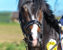 broodmare Graziosa 12 (German Riding Pony, 2009, from Golden Speed Star)