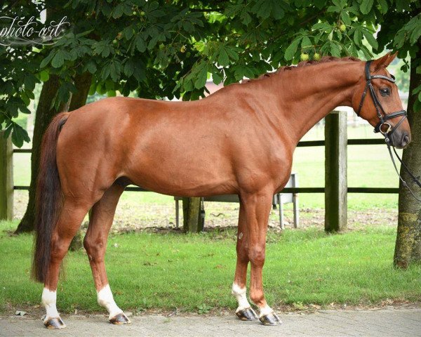 dressage horse Falcone (Hanoverian, 2009, from Fidertanz)