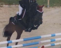 jumper Chirollo (Oldenburg show jumper, 2007, from Cottbus)