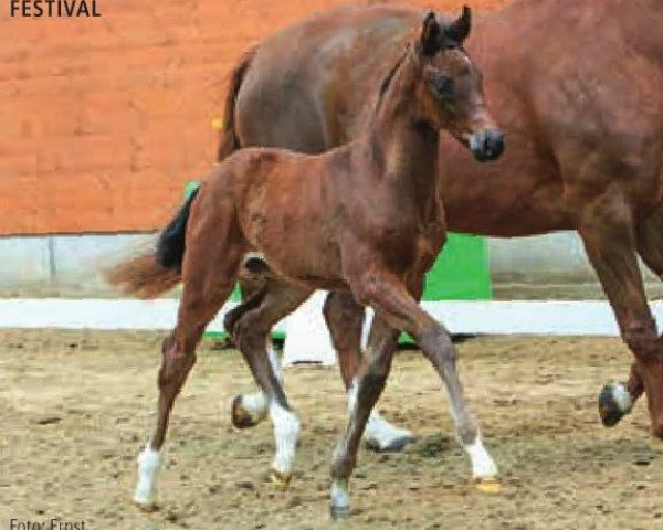 dressage horse Festival (Hanoverian, 2015, from Franziskus FRH)