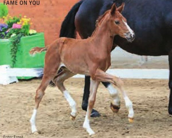 dressage horse Fame on you (Hanoverian, 2015, from Franziskus FRH)