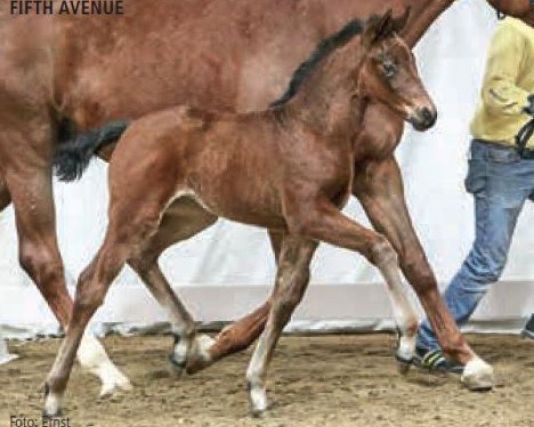 broodmare Fifth Avenue (Hanoverian, 2016, from Franziskus FRH)