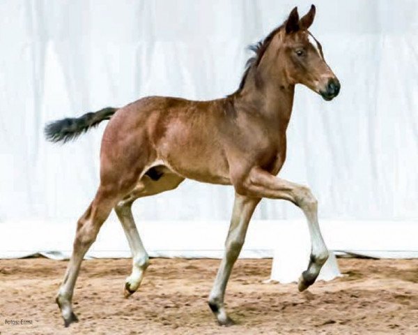 dressage horse Freelancer (Hanoverian, 2016, from Franziskus FRH)