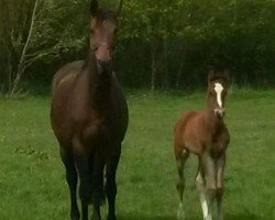 broodmare Anja (Hanoverian, 2000, from Acord II)