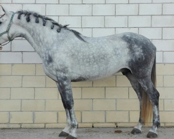 horse Lusitano de utrera (Lusitano, 2010)