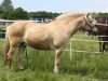 dressage horse Kolja (Fjord Horse, 2006, from Koja)