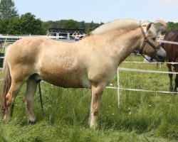 dressage horse Kolja (Fjord Horse, 2006, from Koja)