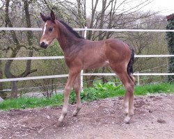 dressage horse Eldaro (Westfale, 2016, from Ehrenpreis)