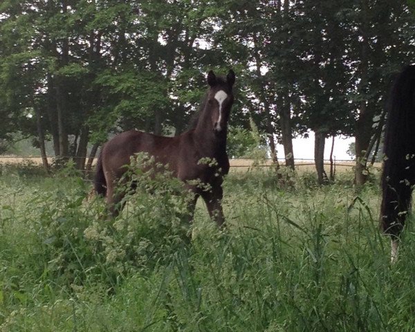 dressage horse Karlchen (Westphalian, 2016, from Scuderia)