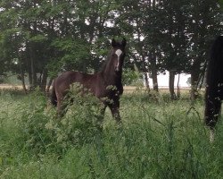 dressage horse Karlchen (Westphalian, 2016, from Scuderia)