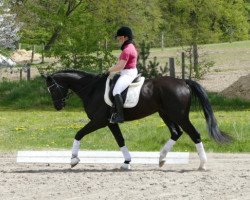 dressage horse Sabo (Mecklenburg, 2010, from Sir Galanto)