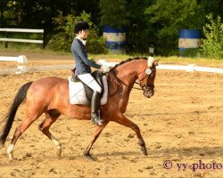 dressage horse Count de Bourget (German Riding Pony, 2007, from Classic Dancer I)