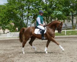 Springpferd Diabolo (Mecklenburger, 2010, von Donautraum 3)