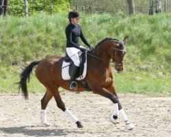 dressage horse Sonnenglanz II (Trakehner, 2011, from Delikat)